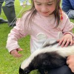 Brave little girl meeting a skunk